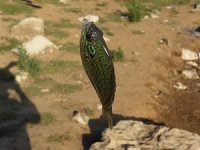 Bursa’da gölette yakalanan balık şaşırttı