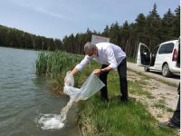 Düzce’deki göletlere 40 bin sazan yavrusu bırakıldı