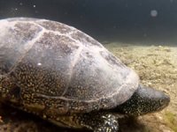 Tödürge gölü su altı görüntüleri ile büyüledi