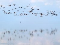 Doğa harikası Tuz Gölü’nde yavru flamingo şöleni