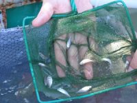 Çanakkale’de 10 bin yavru çipura denizle buluştu