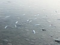 Savrun Çayı'nda toplu balık ölümleri endişelendirdi