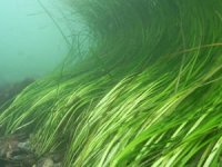 İnsanoğlunun yeni umudu, deniz yosunları mı ?