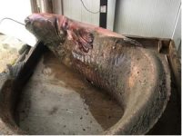 2 buçuk metre boyundaki 110 kiloluk balık görenleri hayrete düşürdü