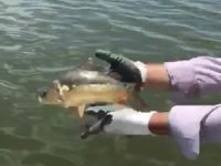 Diyarbakır'ın iç sularında av yasağı dönemi devam ediyor