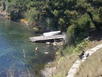 Aşırı sıcaklarda bunalan koyunlar denizde serinledi