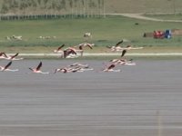 Akgöl’ün beklenen konukları ‘flamingolar’ geldi