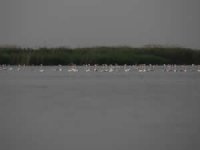 Eber Gölü eski günlerine dönmeyi bekliyor