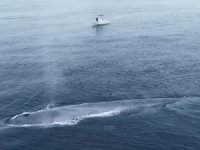 Pasifik Okyanusu'nda görülen mavi balina balıkçıları korkuttu