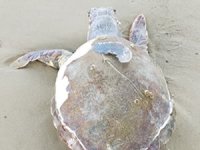6 ayda 14 caretta caretta ölü bulundu