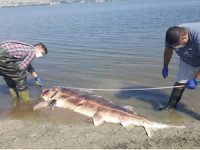 Küçükçekmece Gölü'nde 2,5 metrelik mersin balığı ölü bulundu