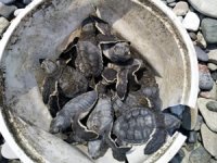 Dörtyol sahilinde yapılan alan temizliğinde yavru kaplumbağalar unutulmadı