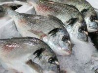 11 balık türü tescil edildi
