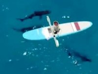 Köpek balıkları insan kanına değil, balık kanına gitti