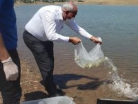 Kalecik Barajı'na 5 bin sazan balığı bırakıldı