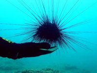 Akdeniz'de zehirli deniz kestanesi tehlikesi uyarısı yapıldı