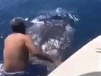 Zaki Al-Harbi isimli balıkçı, tekneden atlayıp köpek balığına bindi