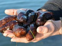 CHP Aydın Milletvekili Süleyman Bülbül, deniz patlıcanları için kanun teklifi verdi