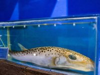 İstilacı 2 tür de Akdeniz balıkları arasına girdi