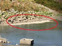 Hasköy Göleti’nde binlerce balık kıyıya vurdu