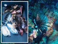 Aslan balıkları Bodrum’u istila etmeye başladı