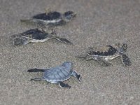 Adana'da yeşil deniz kaplumbağaları denizle buluştu