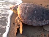 Tedavisi tamamlanan caretta caretta denize bırakıldı
