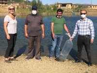 Hüyük'te göletlere 44 bin yavru sazan balığı bırakıldı