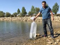 Seydişehir'deki barajlara 35 bin yavru sazan bırakıldı