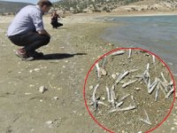 Barajda sular çekildi, binlerce balık sıcaktan öldü