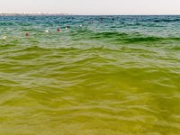 Konyaaltı sahilinde masmavi denizin rengi yeşile döndü