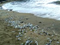 Erdek'te yüzlerce balık sahile vurdu