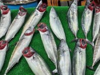 Palamut büyüdü esnafın yüzü güldü