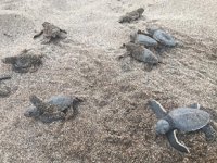 Alanya'da onlarca caretta caretta mavi sularla buluştu