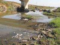 Hatay’da balık ölümleri yaşanan derede inceleme başlatıldı