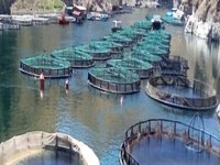 Malatya'da somon balığı üretimi artırılacak