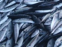 Karadeniz'de palamut bereketi yaşanıyor