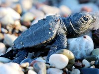 Kemer’de 3 bin caretta caretta yavrusu denizle buluştu