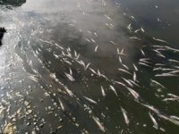 Bafa Gölü'ndeki balık ölümleri araştırılıyor