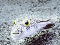 İstilacı balık türleri Akdeniz ekosistemini değiştiriyor