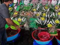 Havaların soğumaması balık fiyatlarını yükseltiyor