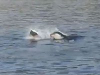 Akdeniz fokunun ibretlik çöp tepkisi turistleri şaşkına çevirdi