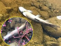 Kirlenen akarsu balık ölümlerine neden oldu