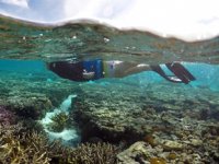 Avustralya'nın Büyük Bariyer Resifi'nin yarısı kayboldu