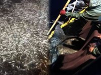 Çanakkale'de boyları küçük olan 15 ton balık denize geri bırakıldı