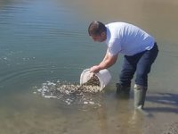 Elazığ'da üretilen 5 milyon balık 21 baraja bırakılacak