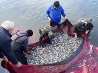 İznik Gölü’nde gümüş balığı sezonu kapanıyor