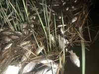 Kızılırmak’a elektrik verdiler, balıkları öldürdüler