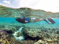 Mercan Denizi’ndeki mercanların yarısı yok oldu