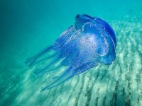 Mustafa Sarı: Denizanaları kirli sahilleri temizleme noktasında doğal yardımcı